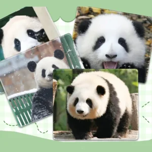 WPASMP000103-0131 Cute Popular Panda Photo Mouse Pad Desk Mat