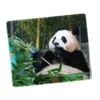 WPASMP000132 Cute Popular Panda Photo Mouse Pad Desk Mat