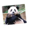 WPASMP000129 Cute Popular Panda Photo Mouse Pad Desk Mat
