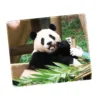 WPASMP000130 Cute Popular Panda Photo Mouse Pad Desk Mat