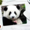 WPASMP000104 Cute Popular Panda Photo Mouse Pad Desk Mat