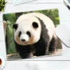 WPASMP000107 Cute Popular Panda Photo Mouse Pad Desk Mat