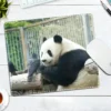 WPASMP000113 Cute Popular Panda Photo Mouse Pad Desk Mat