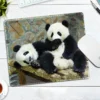 WPASMP000114 Cute Popular Panda Photo Mouse Pad Desk Mat