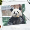 WPASMP000116 Cute Popular Panda Photo Mouse Pad Desk Mat
