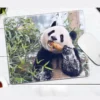 WPASMP000117 Cute Popular Panda Photo Mouse Pad Desk Mat