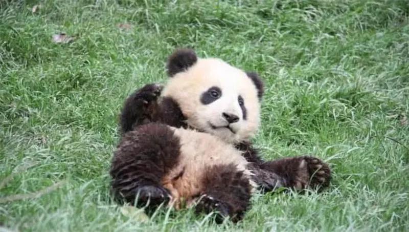 panda falling from trees 01