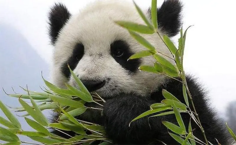 panda falling from trees 02