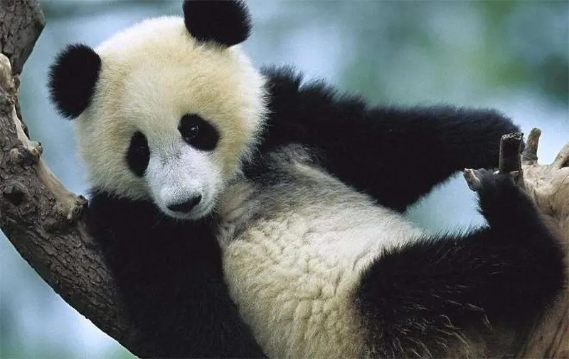 panda falling from trees 03