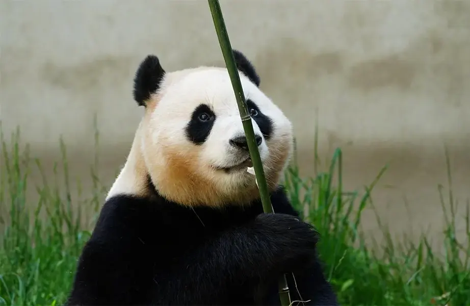 panda fu bao 02