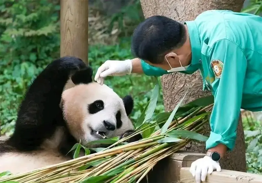 panda fu bao 03