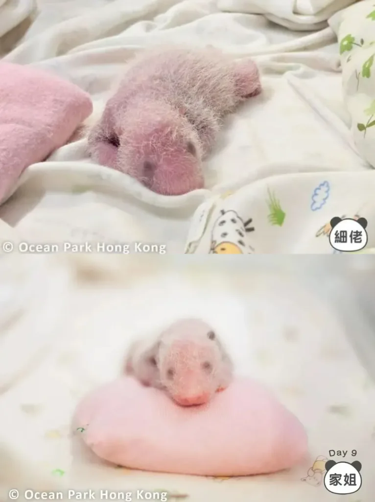 hong kong pandas 01