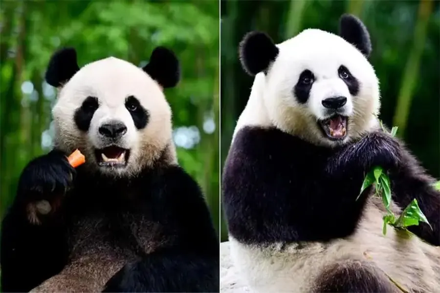 hong kong pandas an an and ke ke