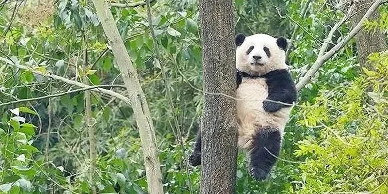 panda hua hua