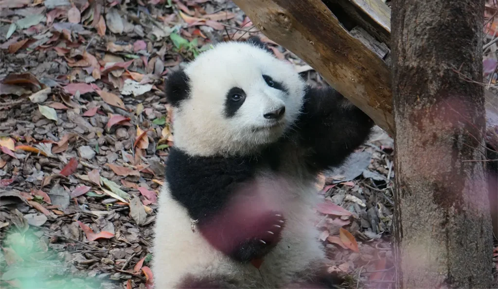 panda hua hua