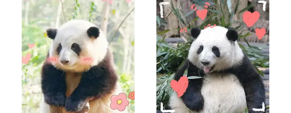 panda hua hua