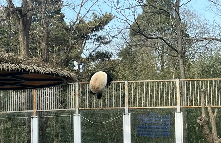 meng lan panda 01