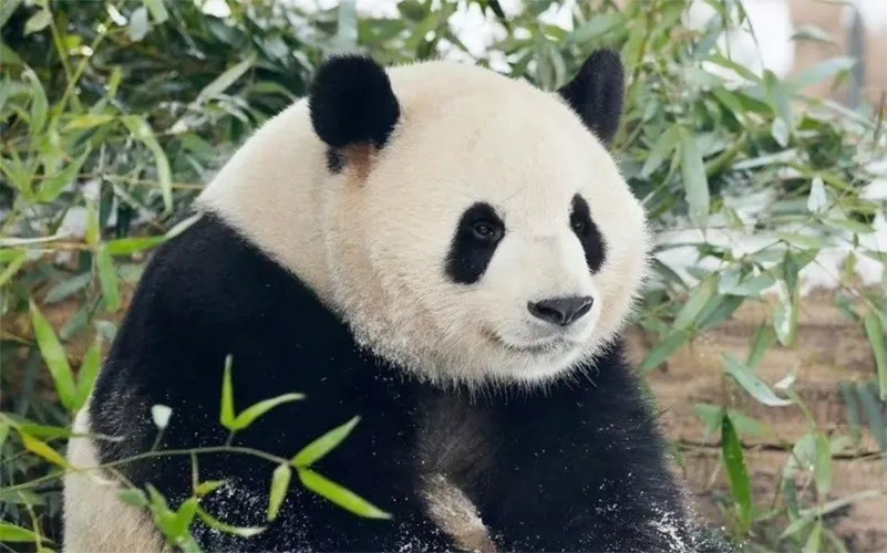 meng lan panda 02
