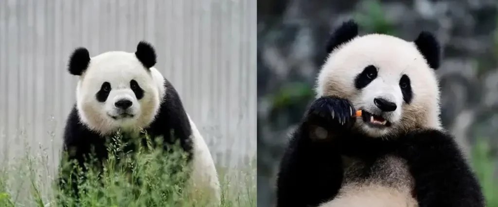 pandas bao li and qing bao arrive national zoo 01
