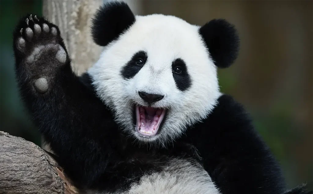 the giant panda 01