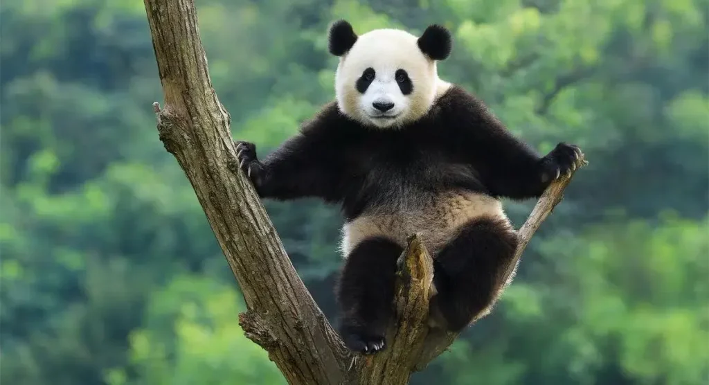 the giant panda 02