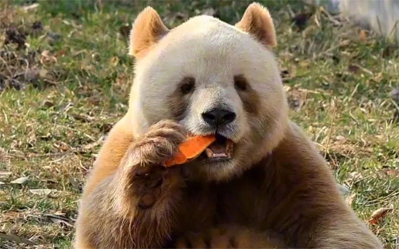 unique panda qizai 01