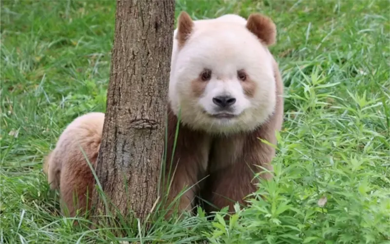 unique panda qizai 02