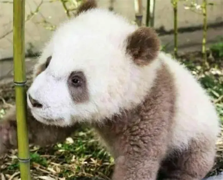 unique panda qizai 03
