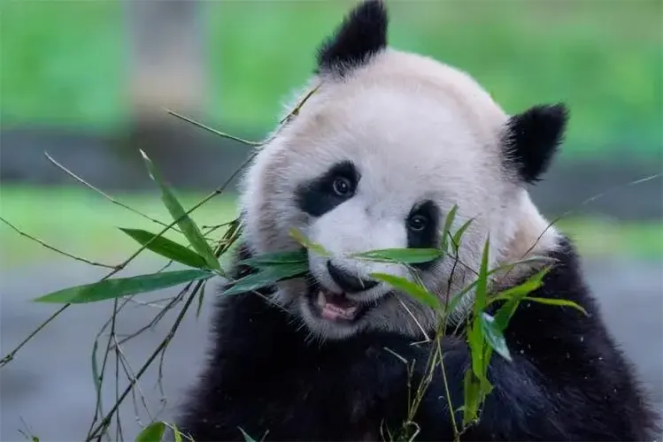 what do pandas eat 01