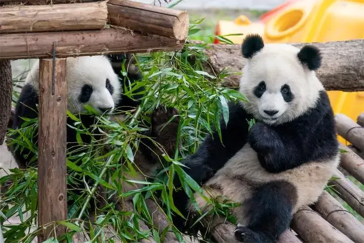 what do pandas eat 02