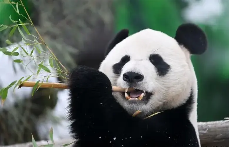 what do pandas eat 03
