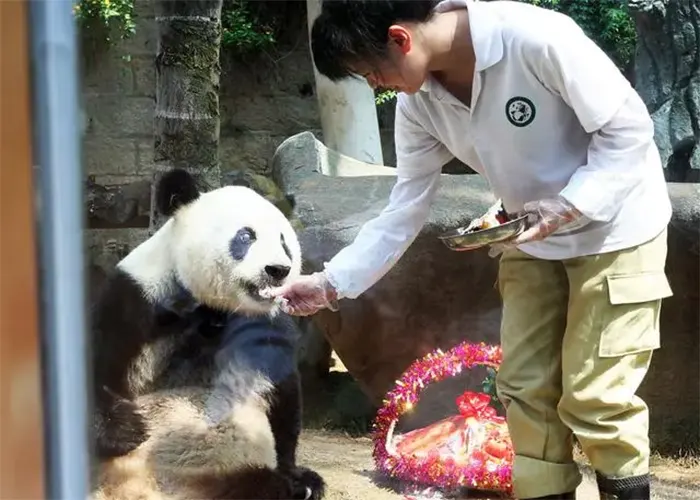 what do pandas eat 04